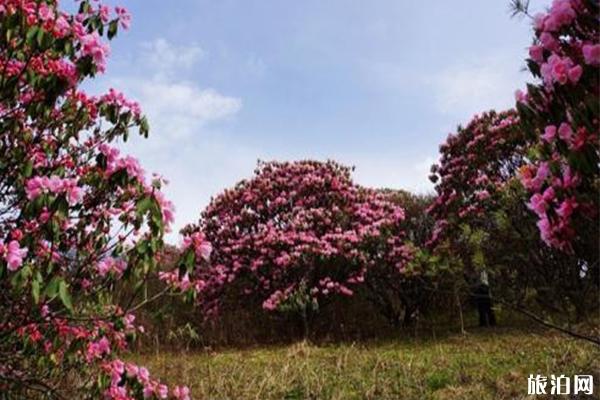 紅池壩杜鵑花什么時候開