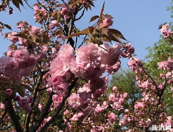 南京八字山公園好玩嗎