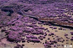 2020马鹿塘杜鹃花景区门票 马鹿塘杜鹃花景区攻略