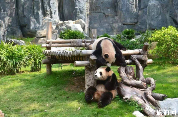 2020年五一深圳野生动物园门票优惠及游园路线推荐