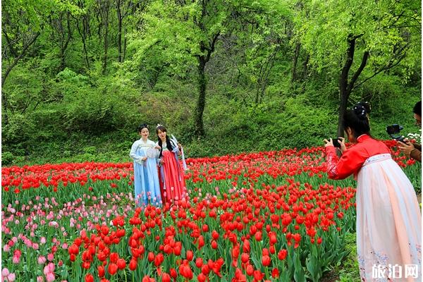 2020济南红叶谷郁金香节时间和门票 红叶谷五一活动攻略