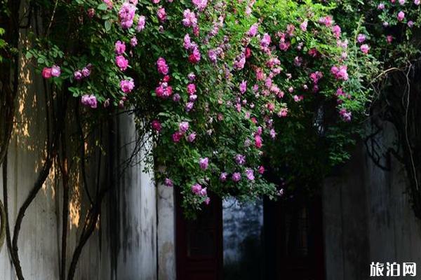 苏州艺圃门票怎么预约 苏州艺圃蔷薇花观赏攻略