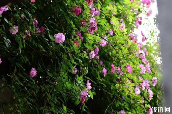 蘇州藝圃門票怎么預約 蘇州藝圃薔薇花觀賞攻略