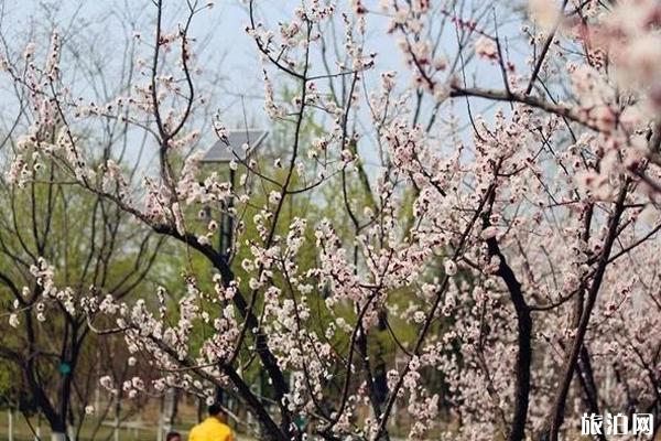 2020济南植物园百花展时间和门票和地点