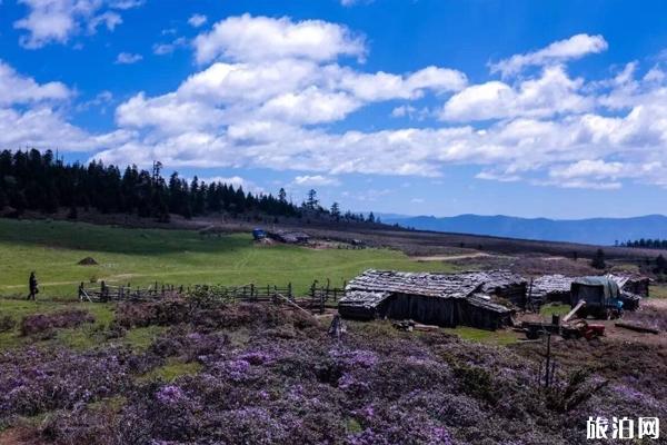 千湖山游玩攻略 香格里拉千湖山景区介绍