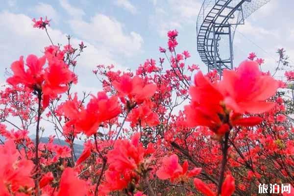 磐安高姥山杜鹃花节2020时间和地点和活动介绍