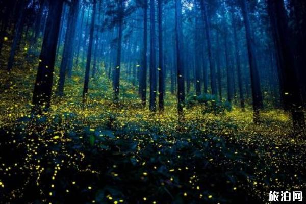 日本哪里可以看到萤火虫