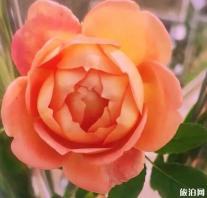 宁波植物园赏花攻略 现在有什么花可以看