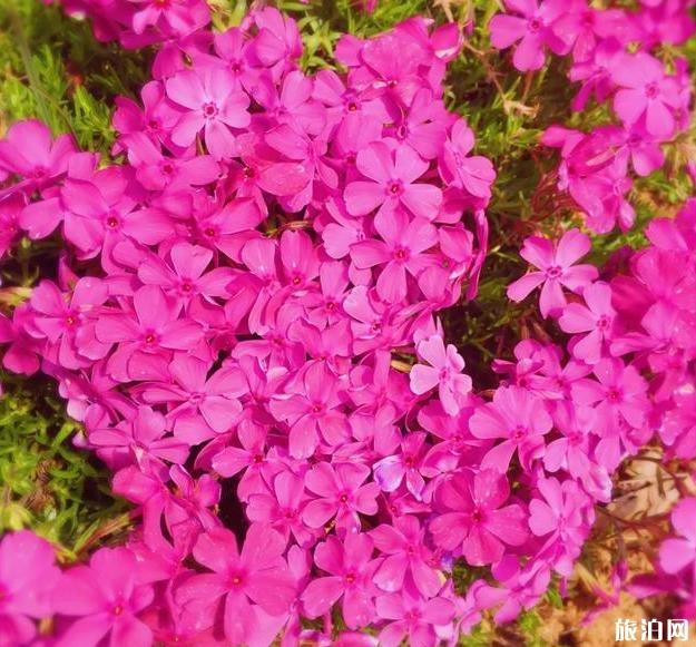 宁波植物园赏花攻略 现在有什么花可以看