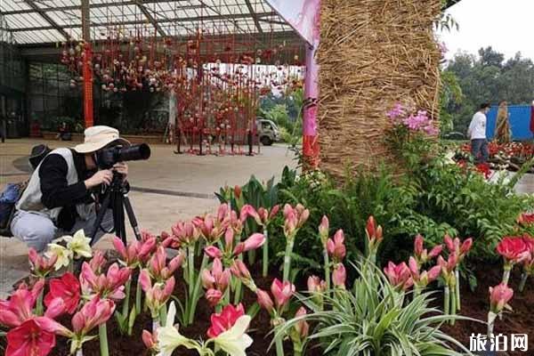 2020華南植物園朱頂紅花展時間和門票和活動介紹