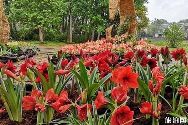 2020華南植物園朱頂紅花展時間和門票和活動介紹