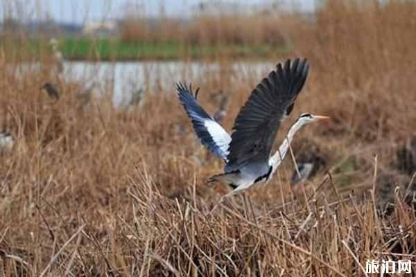 2020沙湖國際觀鳥節時間和門票和活動介紹