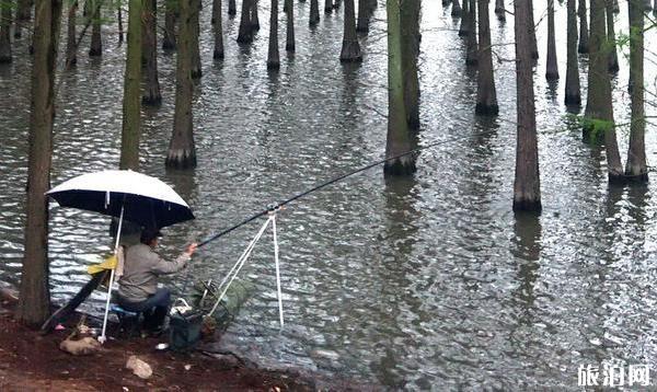 洪山區南湖游園綠道適合釣魚嗎