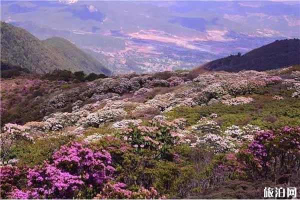 2020鹤庆马耳山杜鹃时间 鹤庆马耳山杜鹃花海怎么样