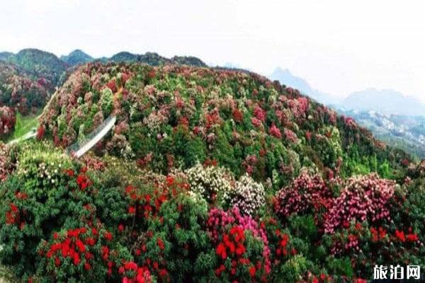 五一贵州景区预约方式 假期哪些景区免费游玩2020