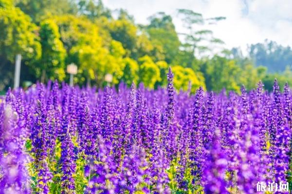 杭州五一赏花去哪里 五一推荐旅游景点