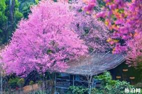 清迈看樱花最好的地方推荐