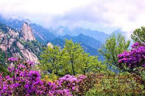 尧山景区杜鹃花什么时候开 附花期-门票优惠