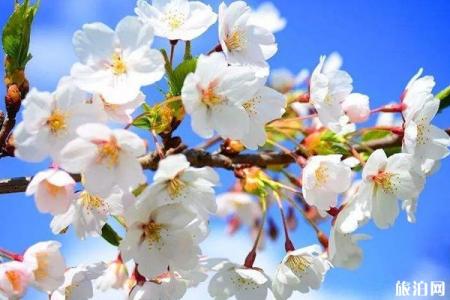 青岛哪里可以赏花 附景点介绍-交通指南