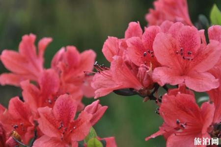 青岛哪里可以赏花 附景点介绍-交通指南