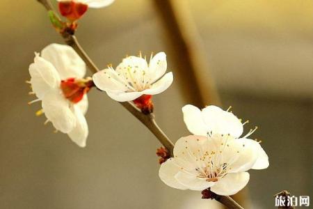 青岛哪里可以赏花 附景点介绍-交通指南