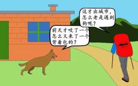 在户外遇见野狗怎么办