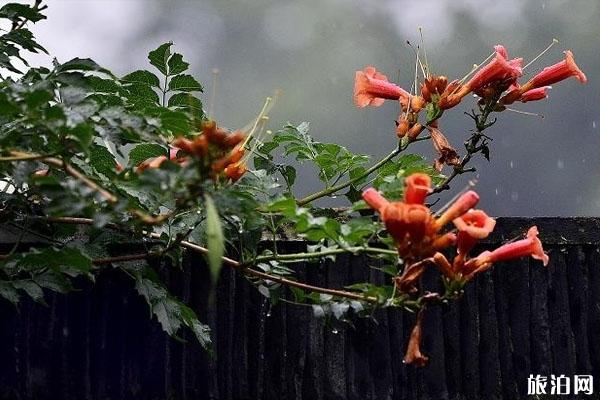 梅雨季节是什么时间2020 入梅和出梅日期