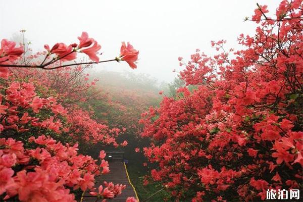 銅鼓縣杜鵑花觀賞地推薦 仙姑壇景區介紹