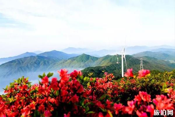 銅鼓縣杜鵑花觀賞地推薦 仙姑壇景區介紹