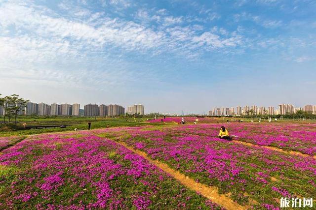 洋湖体育公园芝樱花盛开图片