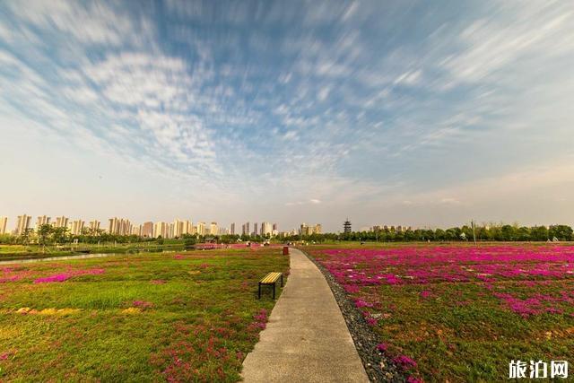 洋湖体育公园芝樱花盛开图片