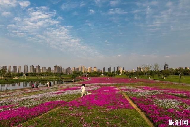 洋湖体育公园芝樱花盛开图片