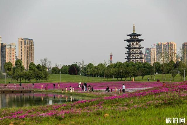 洋湖体育公园芝樱花盛开图片