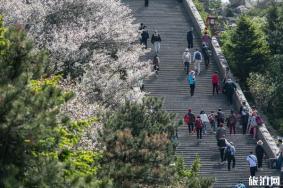 2020泰山海棠什么时候开和景点介绍