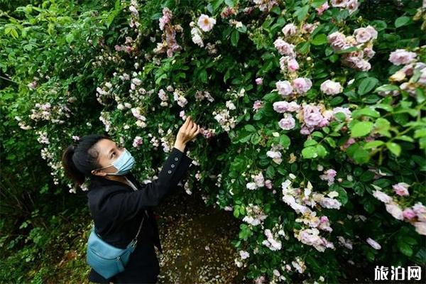 重慶綦江玫瑰園賞花時間 地址-交通指南