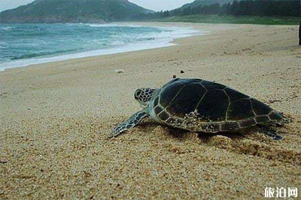 海龟湾介绍海龟湾门票游玩攻略