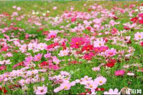 重庆五月赏花去哪里