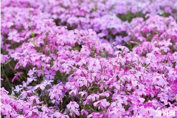 射洪芝樱花基地在哪里?门票多少钱?