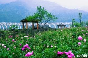 汶川五月赏花去哪里-门票地址及交通指南