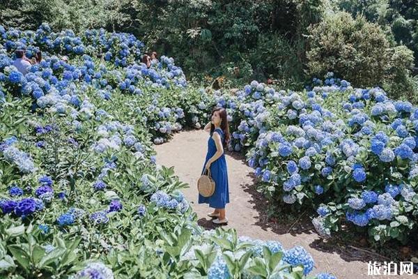 阳明山绣球花开花时间和观赏地点推荐