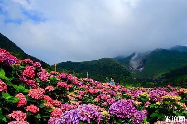 阳明山绣球花开花时间和观赏地点推荐