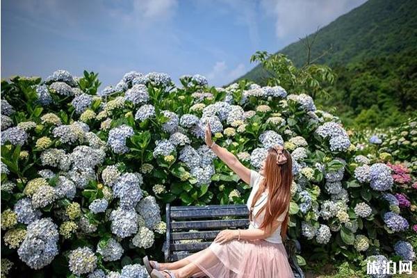 阳明山绣球花开花时间和观赏地点推荐