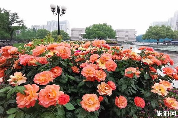 杭州余杭哪里有月季花可以观赏