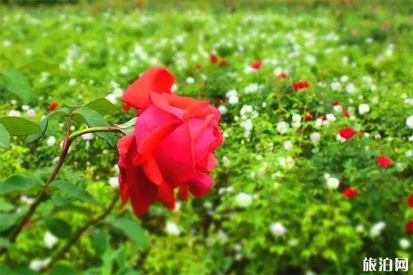 棗莊祥和莊園介紹 棗莊祥和莊園門票多少錢