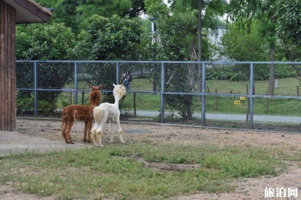 2020蘇州上方山森林動物世界免費開放日時間及區域-預約指南