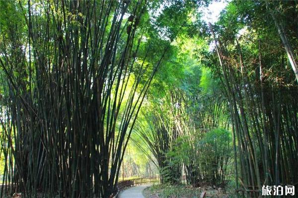 2020新津斑竹林开放了吗 新津斑竹林景区好玩吗