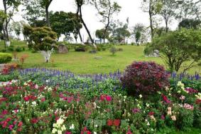 东莞植物园开放吗 2020东莞植物园开放时间
