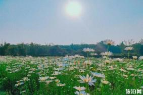 成都雏菊花海在哪里和景点推荐