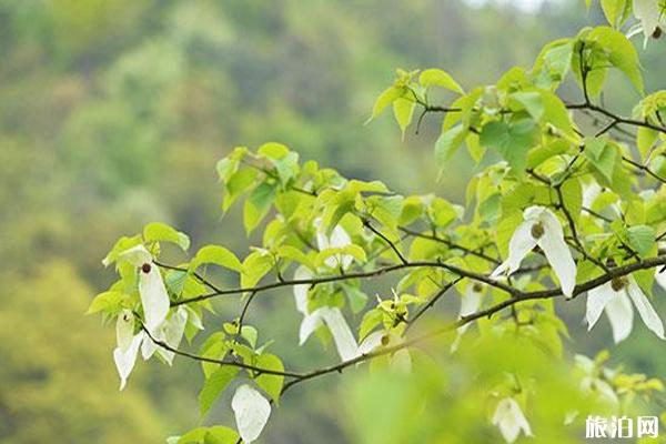 2020荥经鸽子花节时间和地点和活动介绍