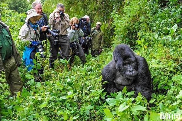 卢旺达火山国家公园门票多少钱